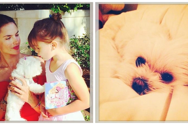 instagram.com/alessandraambrosio