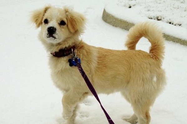 instagram.com/laikatheprincess