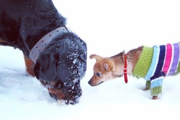 instagram.com/yasha_rotti