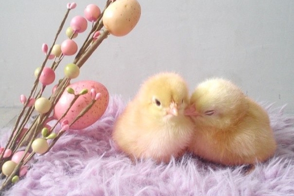 instagram.com/welskya