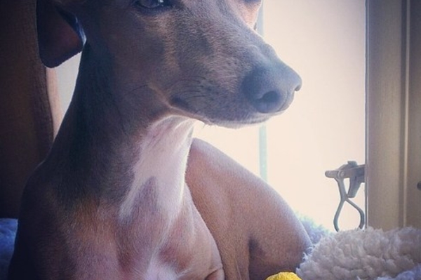 instagram.com/amytheiggy