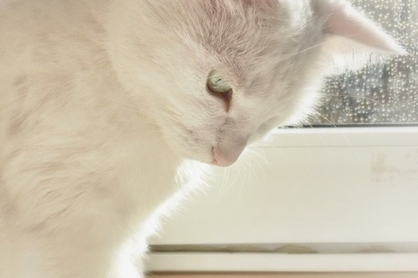 instagram.com/lilalenchen_