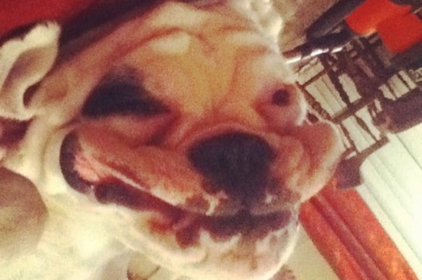 instagram.com/lola_the_whiteboxer