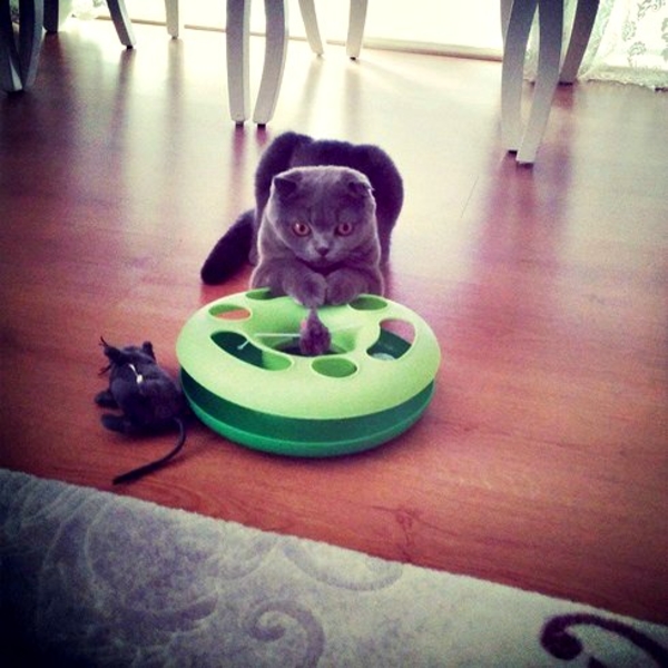 Пятничная подборка: Животные и их любимые игрушки