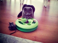 Пятничная подборка: Животные и их любимые игрушки