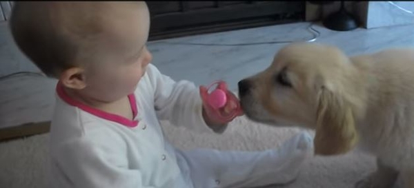 Приятно познакомиться: Первая встреча малыша с щенком