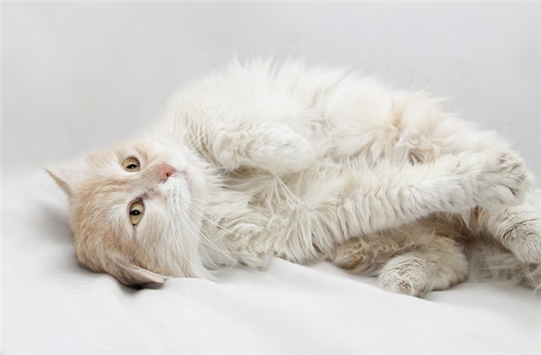 Какие породы кошек самые популярные: ТОП-5