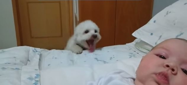 Щенок пытается рассмотреть младенца