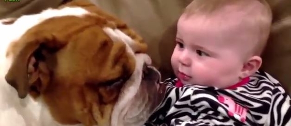 Очаровательные бульдожки нянчат детей