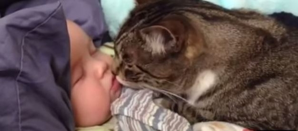 Котики, которые любят детей