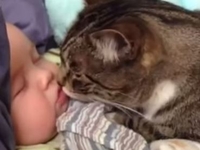 Котики, которые любят детей