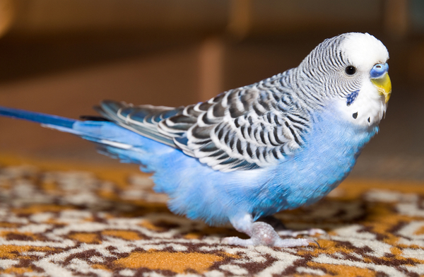 Чем кормить волнистого попугая