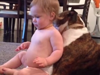 Время купания: Пес вылизывает младенца