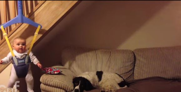Миссия невыполнима: Малыш отбирает подарок у пса