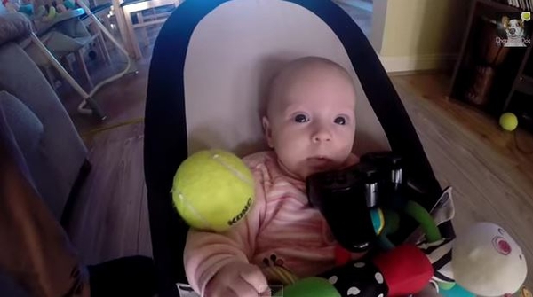 Пес просит прощения у малыша