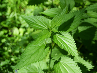 Крапива в народной медицине