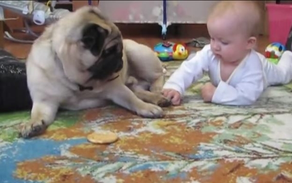 Малыш и мопс делят печенюшку