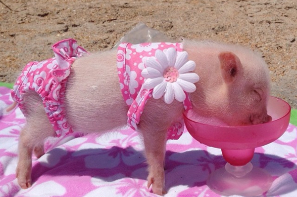 instagram.com/prissy_pig