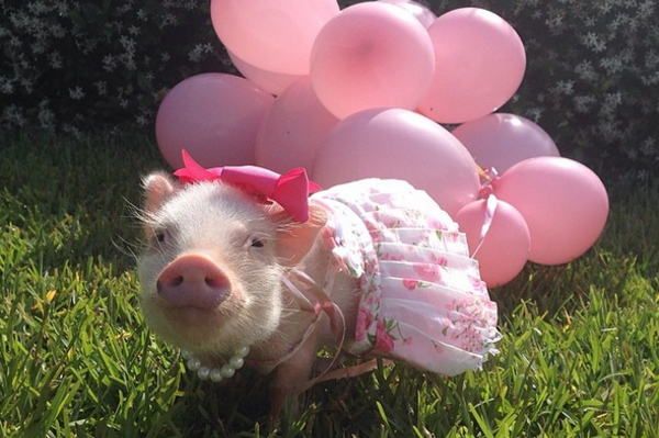 instagram.com/prissy_pig