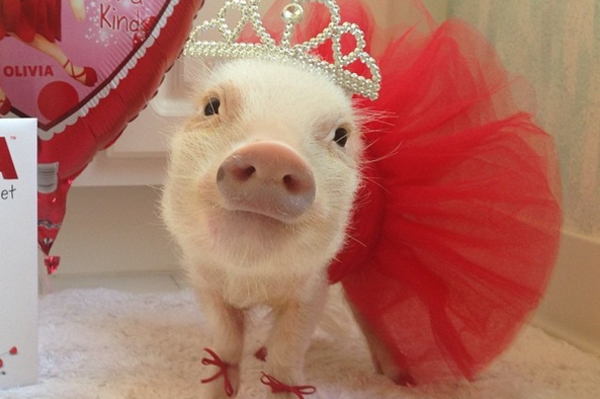 instagram.com/prissy_pig