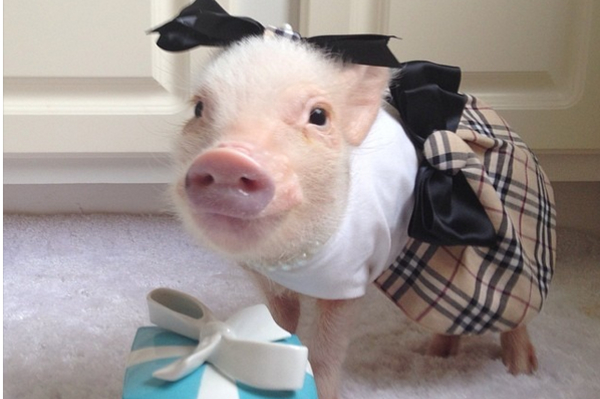 instagram.com/prissy_pig