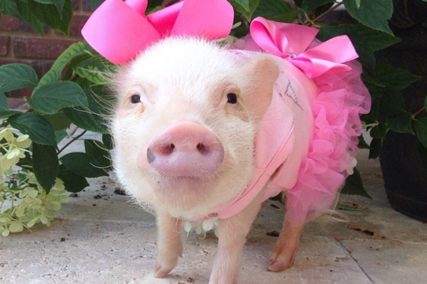 instagram.com/prissy_pig