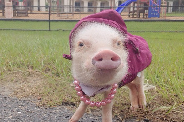 instagram.com/prissy_pig