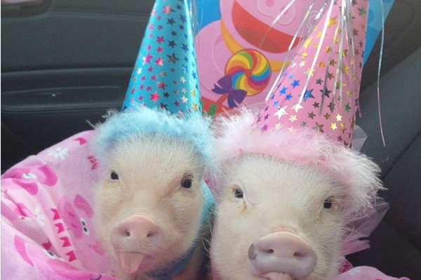 instagram.com/prissy_pig