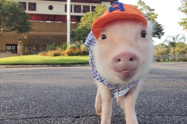 instagram.com/prissy_pig