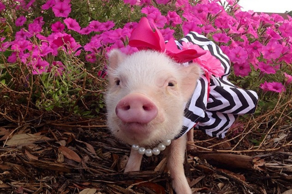 instagram.com/prissy_pig