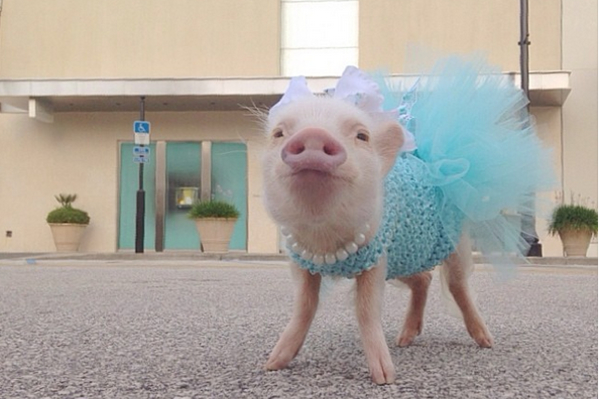 instagram.com/prissy_pig