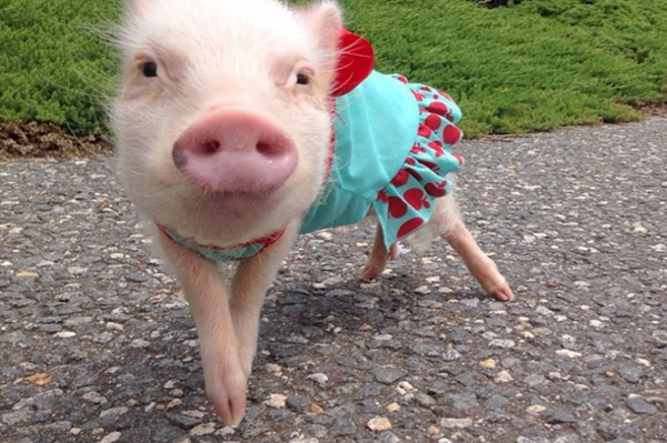 instagram.com/prissy_pig