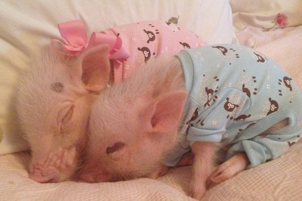 instagram.com/prissy_pig