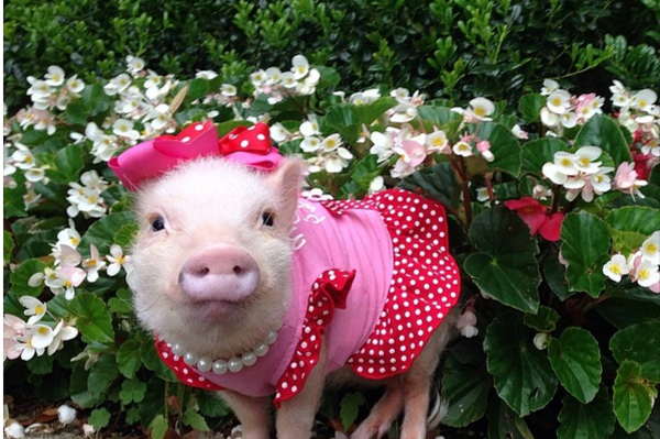 instagram.com/prissy_pig