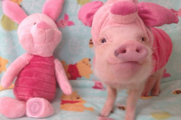 instagram.com/prissy_pig