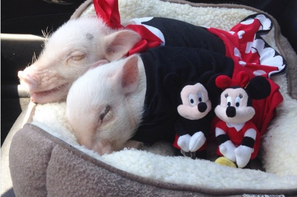 instagram.com/prissy_pig