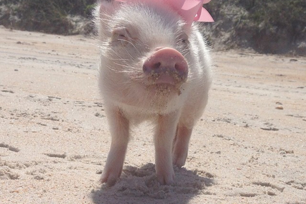 instagram.com/prissy_pig