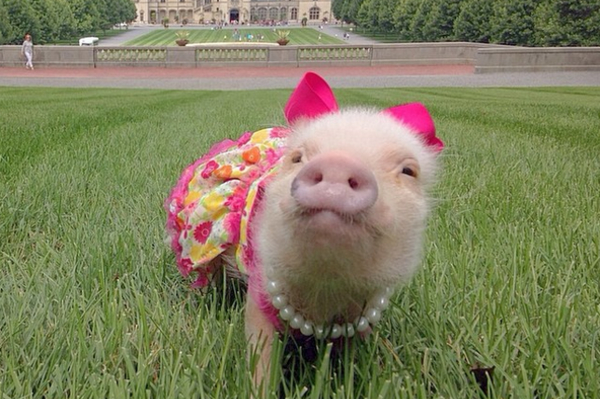 instagram.com/prissy_pig