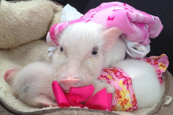 instagram.com/prissy_pig