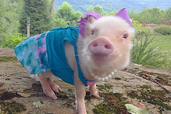 instagram.com/prissy_pig