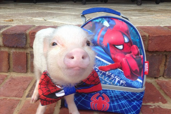 instagram.com/prissy_pig