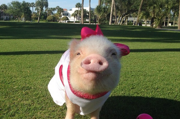 instagram.com/prissy_pig