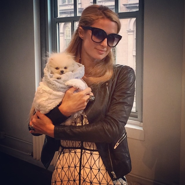 Пэрис Хилтон купила собаку за 13 тысяч долларов