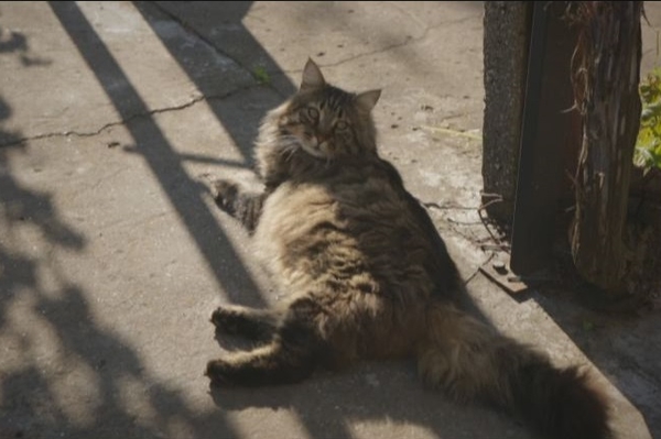 Пресс-служба ICTV