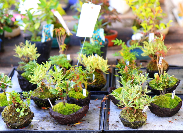 Создаем необычный бонсай в моховом горшке (ВИДЕО)