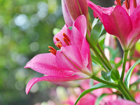 Осторожно: Эти растения опасны для здоровья