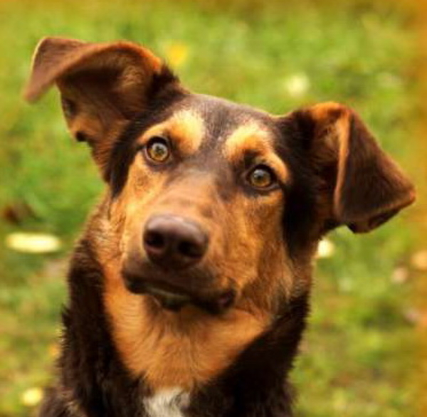 Виды готовых кормов для животных: Как продлить жизнь питомцу