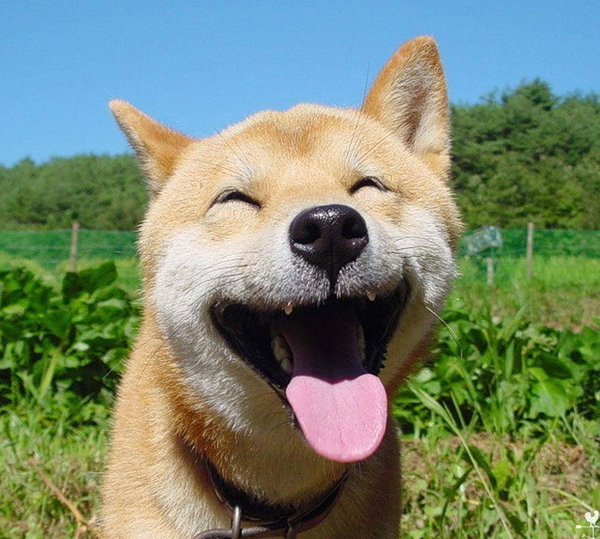 Виды готовых кормов для животных: Как продлить жизнь питомцу