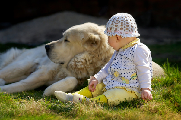 Пес оценил старания малыша