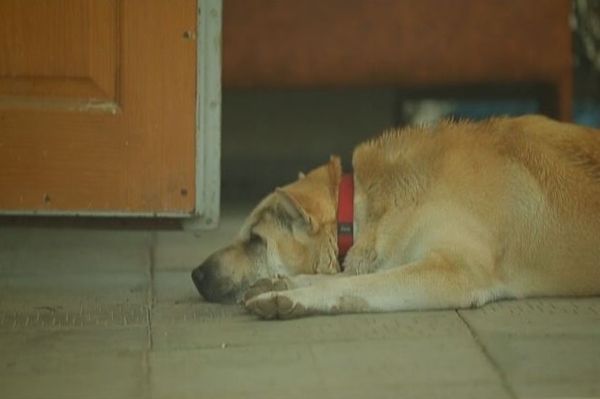 Пресс-служба ICTV